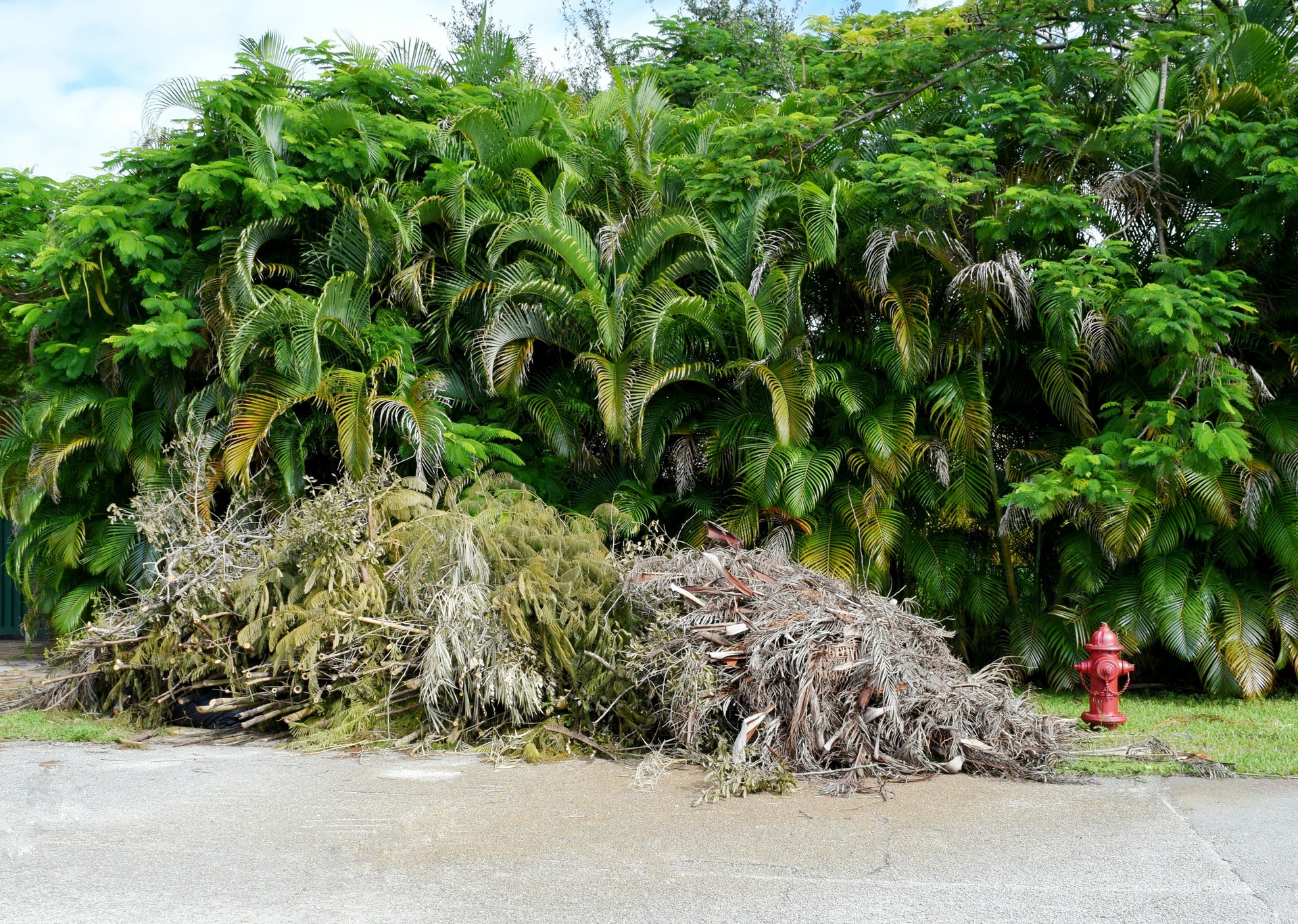 Vegetation